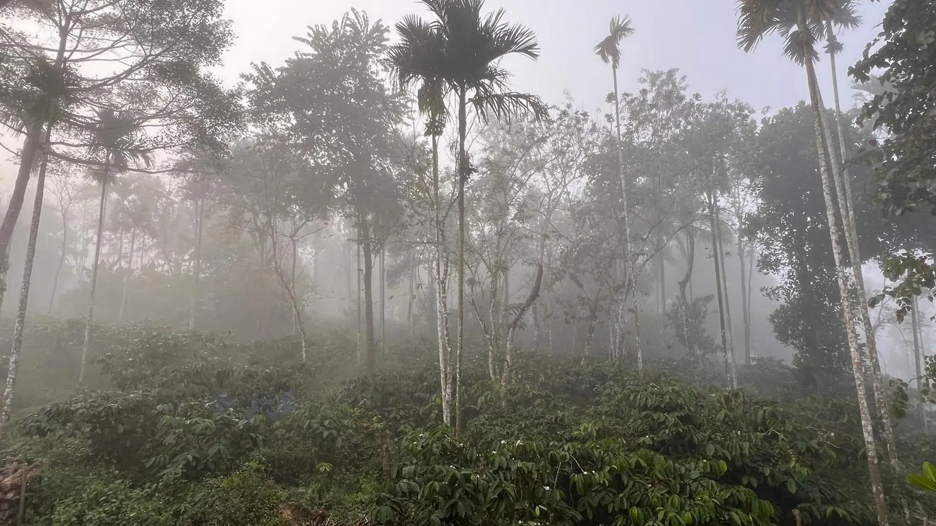 Hill View Heights Wayanad Διαμέρισμα Meppādi